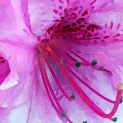 Azalea